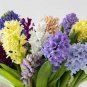 Color Mixing Hyacinth Easy Grow 2 Seeds
