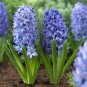 Hyacinth Bulb 2 Seeds