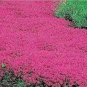 Creeping Thyme Bonsai,Rare Color Rock CRESS Plant Perennial Ground Cover Flower 600 Seeds