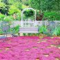 Creeping Thyme Bonsai,Rare Color Rock CRESS Plant Perennial Ground Cover Flower 600 Seeds