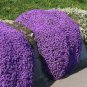 Creeping Thyme Bonsai,Rare Color Rock CRESS Plant Perennial 600 Seeds