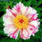 Paeonia Lactiflora Bonsai Heirloom Tree Peony Plant Hardy Perennial Bonsai Plant 20 Seeds
