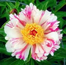 Paeonia Lactiflora Bonsai Heirloom Tree Peony Plant Hardy Perennial Bonsai Plant 20 Seeds