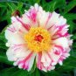 Paeonia Lactiflora Bonsai Heirloom Tree Peony Plant Hardy Perennial Bonsai Plant 20 Seeds
