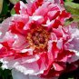 Paeonia Lactiflora Bonsai Heirloom Tree Peony Plant Hardy Perennial Bonsai Plant 20 Seeds