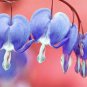 Dicentra Spectabilis Seeds Bleeding Heart Classic Cottage Garden Plant 200 Seeds