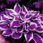 Hosta Plant Seeds Perennials Plantain Flower Bonsai Rare Lily Fowers 400 Seeds