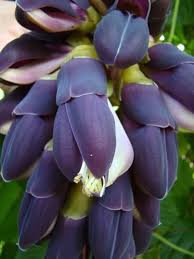 Mucuna Pruriens Black Jade Vine Seeds 10 Seeds