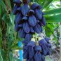 Mucuna Pruriens Black Jade Vine Seeds 10 Seeds