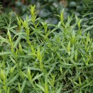 Tarragon Seed Artemisia dracunculus 20 Seeds