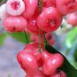 Wax Seeds Tropical Fruit Tree 100 Seeds
