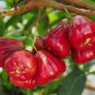 Wax Seeds Tropical Fruit Tree 100 Seeds