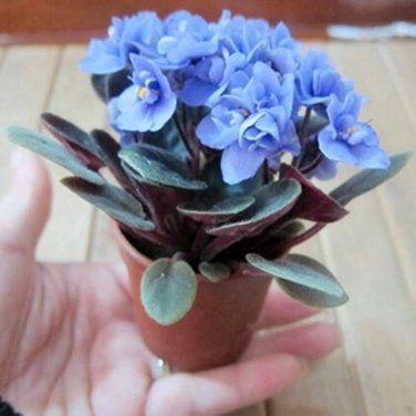 Beautiful Plant Bonsai Flower Bonsai African Red Purple Mini Blue Violet Bonsai 200 Seeds