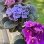 Beautiful Plant Bonsai Flower Bonsai African Red Purple Mini Blue Violet Bonsai 200 Seeds