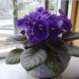 Beautiful Plant Bonsai Flower Bonsai African Red Purple Mini Blue Violet Bonsai 200 Seeds