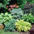Hosta Bonsai Perennials Plantain Rare Lily Flower White Lace 400 Seeds