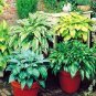 Hosta Bonsai Perennials Plantain Rare Lily Flower White Lace 400 Seeds