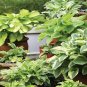 Hosta Bonsai Perennials Plantain Rare Lily Flower White Lace 400 Seeds