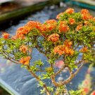 Ixora Chinensis Bonsai Plant Flower 200 Seeds