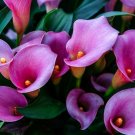 Calla Flower Plants Rare Bonsai Calla Lily Flower Planting 200 Seeds
