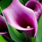 Calla Flower Plants Rare Bonsai Calla Lily Flower Planting 200 Seeds
