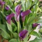Calla Flower Plants Rare Bonsai Calla Lily Flower Planting 200 Seeds