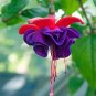 Loss Promotion!Purple Double Petals Fuchsia Flores Bonsai Potted Flower plantas 200 Seeds