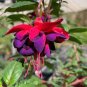 Loss Promotion!Purple Double Petals Fuchsia Flores Bonsai Potted Flower plantas 200 Seeds