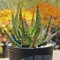 Charming Aloe Mix Excellent Houseplants Succulent Aloe Vera Bonsai Beauty 1000 Seeds