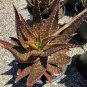 Charming Aloe Mix Excellent Houseplants Succulent Aloe Vera Bonsai Beauty 1000 Seeds