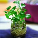 Hydrocotyle Vulgaris Aquatic Plants Money Grass Coins Grass Bonsai Plant 60 Seeds