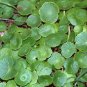 Hydrocotyle Vulgaris Aquatic Plants Money Grass Coins Grass Bonsai Plant 60 Seeds
