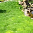 Irish Moss Plants Courtyard Bonsai Plant Sagina Subulata Plantas 400 Seeds
