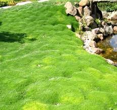 Irish Moss Plants Courtyard Bonsai Plant Sagina Subulata Plantas 400 Seeds