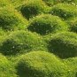 Irish Moss Plants Courtyard Bonsai Plant Sagina Subulata Plantas 400 Seeds