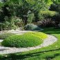 Irish Moss Plants Courtyard Bonsai Plant Sagina Subulata Plantas 400 Seeds