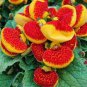 Bonsai Calceolaria Dicentra Spectabilis Rare Flower 400 Seeds