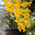 Dendrobium Orchid Flower Bonsai 200 Seeds
