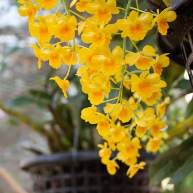 Dendrobium Orchid Flower Bonsai 200 Seeds