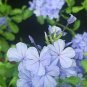 Plumbago Auriculata Bonsai Exotic Perennial Flowers Bonsai 200 Seeds