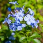 Plumbago Auriculata Bonsai Exotic Perennial Flowers Bonsai 200 Seeds