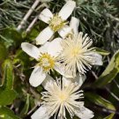 Clematis Flower Seeds Perennial Plant Garden Decoration Vines Climbings 200 Seeds