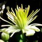 Clematis Flower Seeds Perennial Plant Garden Decoration Vines Climbings 200 Seeds