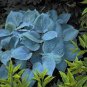 Colorful Hosta Flores Bonsai 400 Seeds
