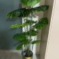 Green Palm Turtle Leaves Monstera 200 Seeds