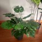 Green Palm Turtle Leaves Monstera 200 Seeds