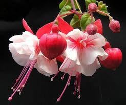Fuchsia Bonsai Garden Balcony Lanterns Flowers Begonia Malus Spectabilis Bonsai 400 Seeds