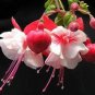 Fuchsia Bonsai Garden Balcony Lanterns Flowers Begonia Malus Spectabilis Bonsai 400 Seeds