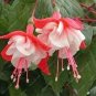 Fuchsia Bonsai Garden Balcony Lanterns Flowers Begonia Malus Spectabilis Bonsai 400 Seeds