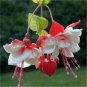 Fuchsia Bonsai Garden Balcony Lanterns Flowers Begonia Malus Spectabilis Bonsai 400 Seeds